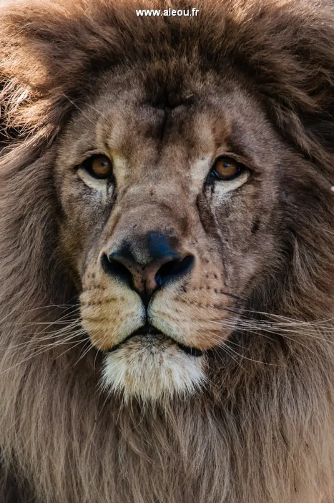 Touroparc Zoo — photo 4