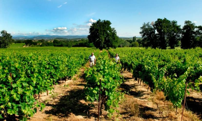 DOMAINE GRAND-CHEMIN — photo 5