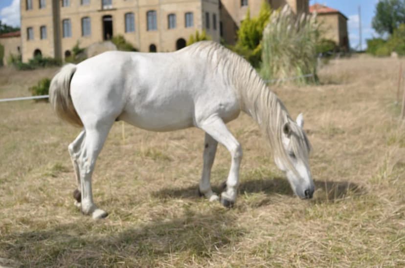 Cheval Magique - Equestrian Center — photo 3