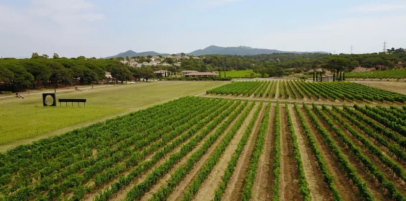 Clos des Roses vineyard — photo 5