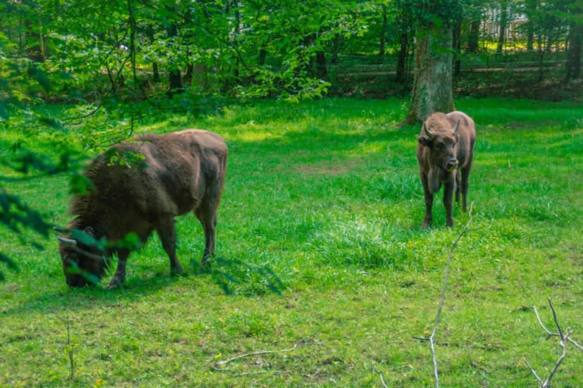 Camping Domaine de la Dombes — photo 4