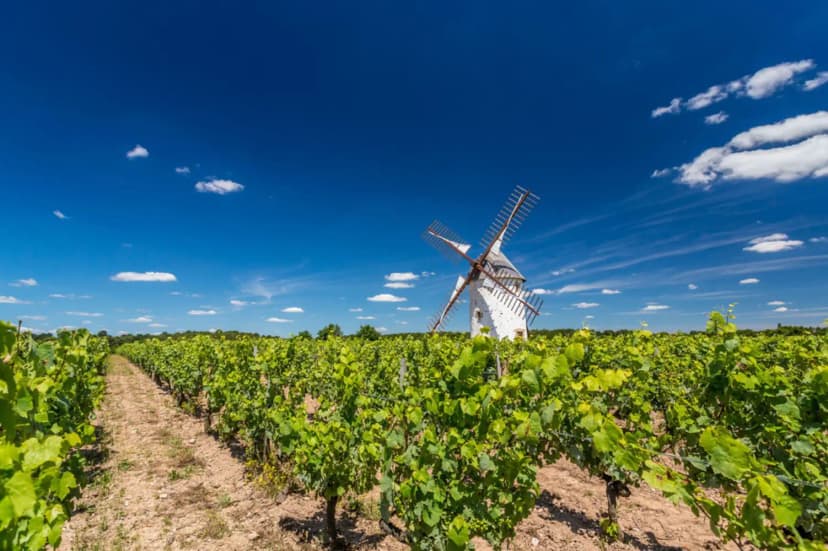 Vignobles Mourat — photo 2
