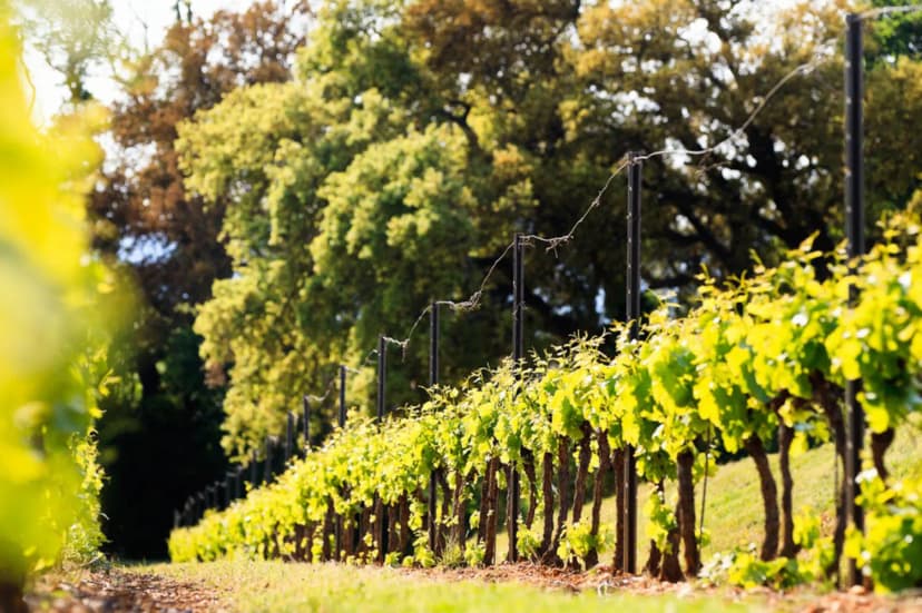 Château Maïme - Domaine Viticole — photo 4