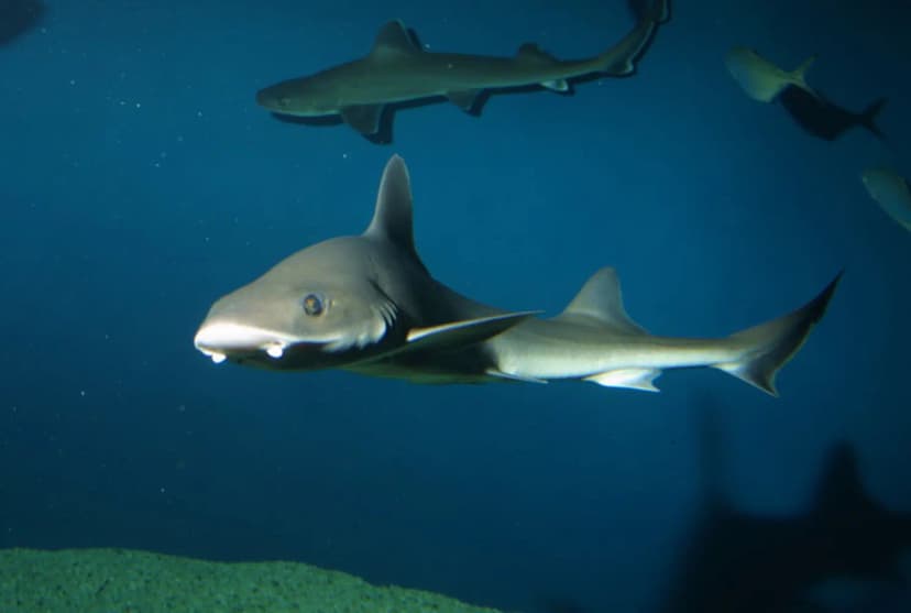 La Rochelle Aquarium — photo 3