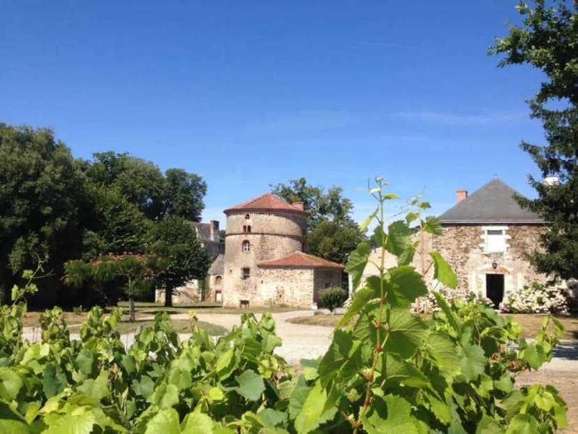 Vignobles Günther-Chéreau , Château du Coing — photo 5