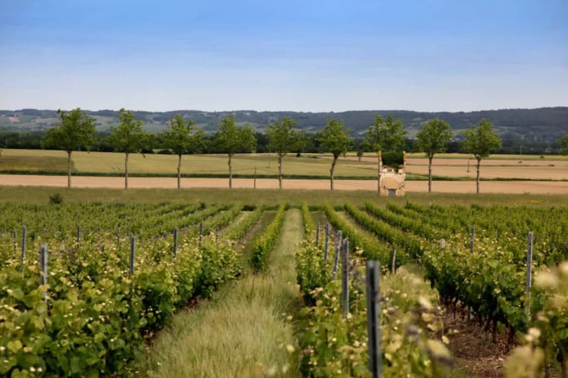 Domaine Carcenac — photo 3