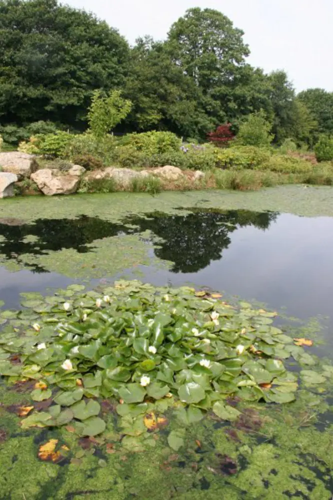 Domaine des Rhododendrons — photo 4