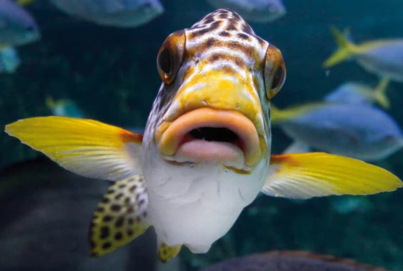 La Rochelle Aquarium — photo 4