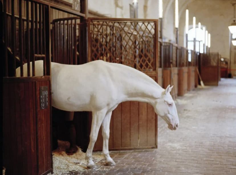 Versailles Academy of Equestrian Arts — photo 3