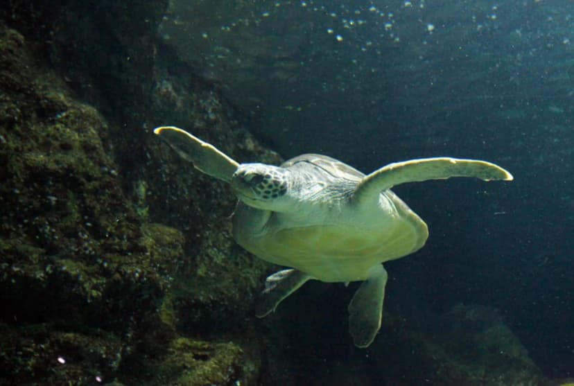 La Rochelle Aquarium — photo 5