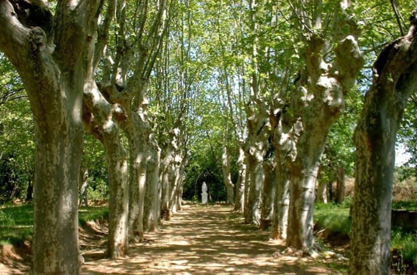 Domaine Pech Laurier (Saint Martin) — photo 4