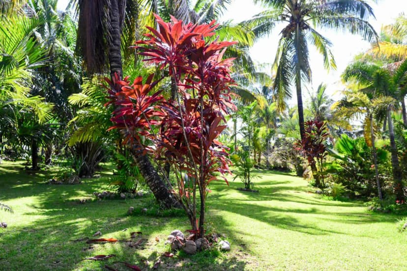 Domaine des Mille cocos — photo 4