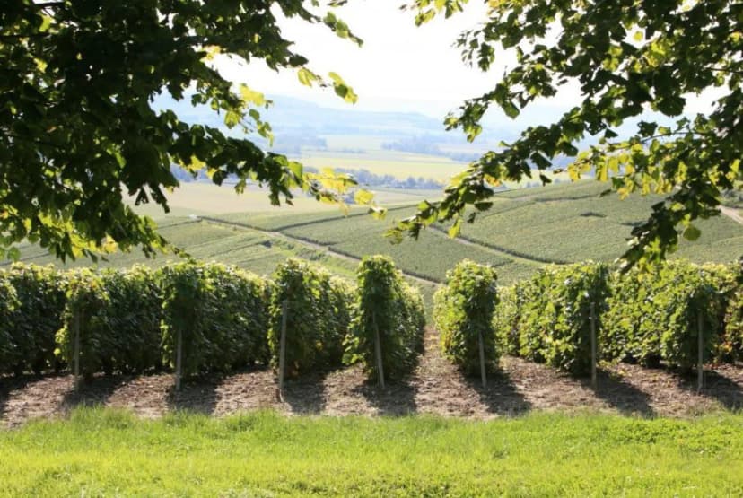 Champagne de l'Argentaine — photo 5