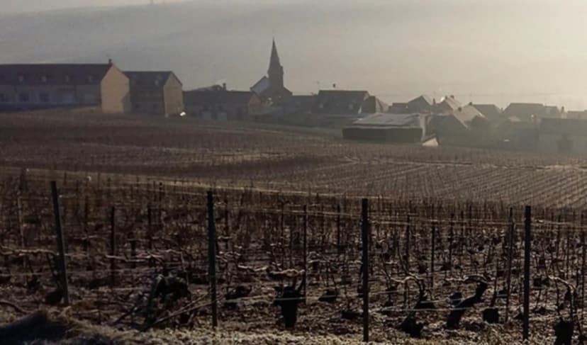 Domaine Julien Chopin — photo 1