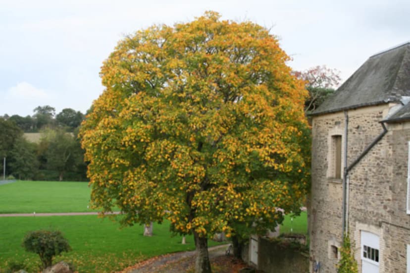 Manoir de la Queue Du Renard — photo 4