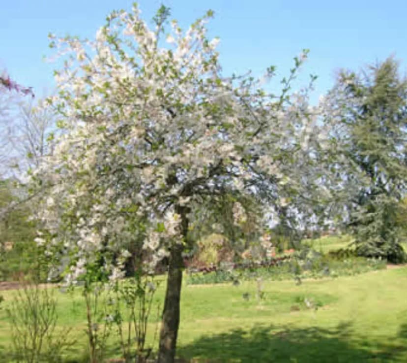 Brocéliande Gardens — photo 3