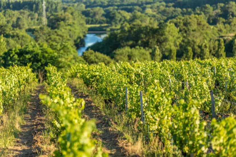 Vignobles Mourat — photo 3