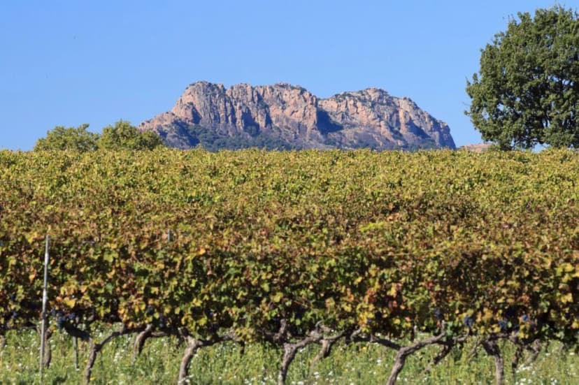 The Domaine Le Bercail — photo 3