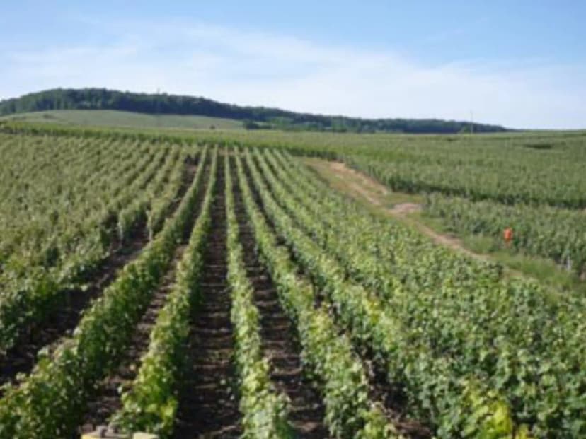 Joly-Champagne — photo 4